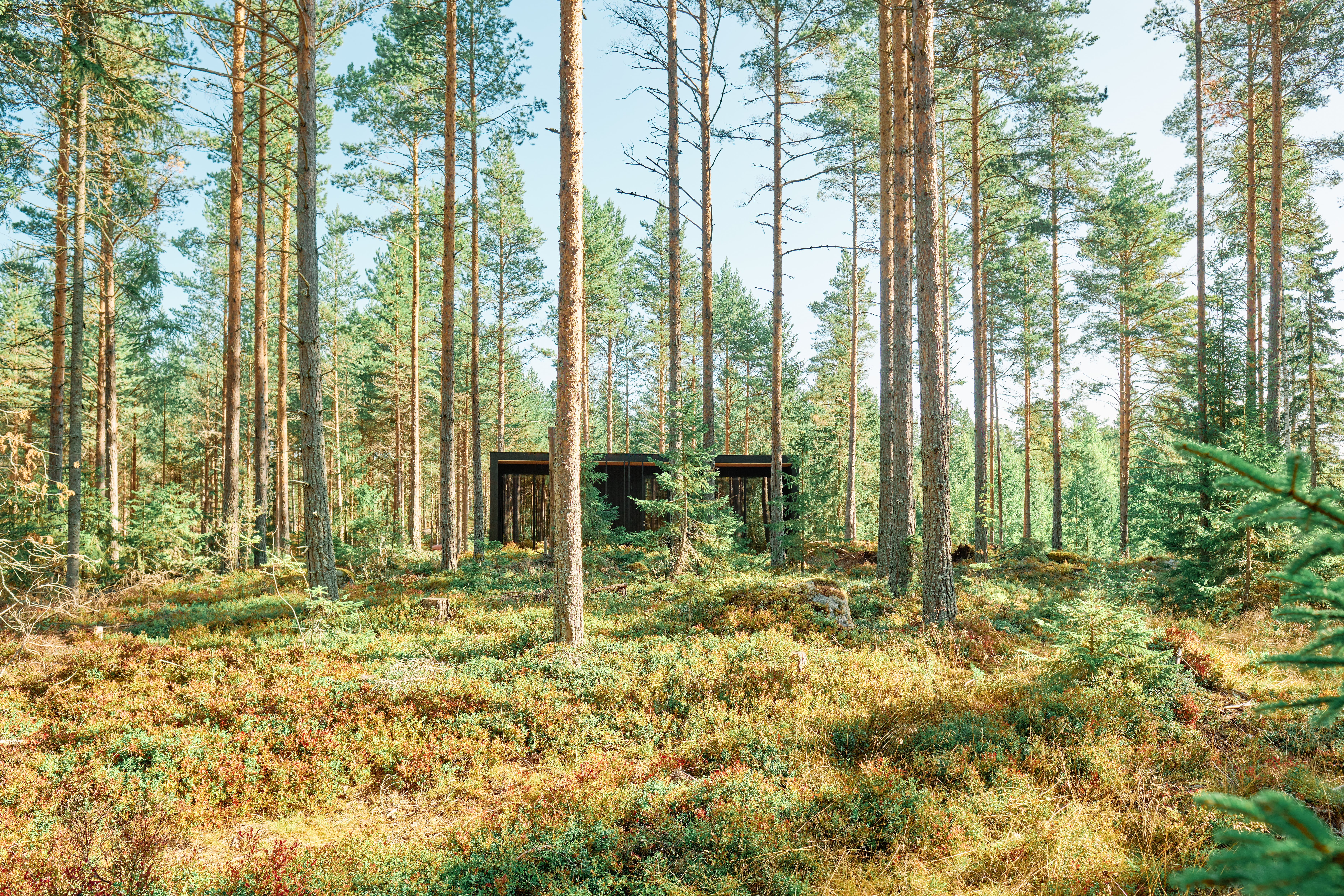 Wooden deck and the forest beyond